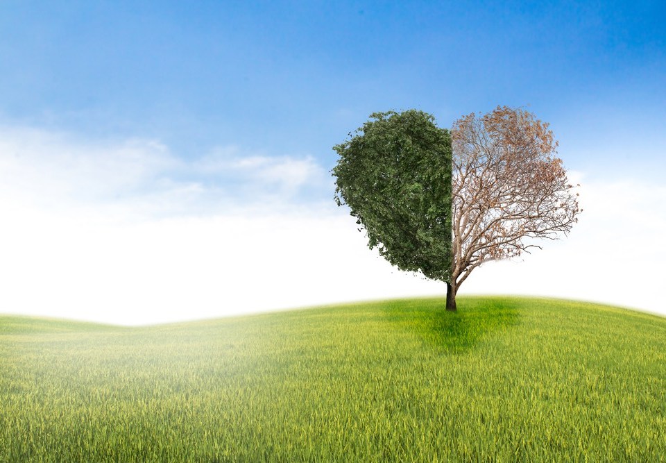 A love heart shaped tree, half of which is full of leaves the other is not