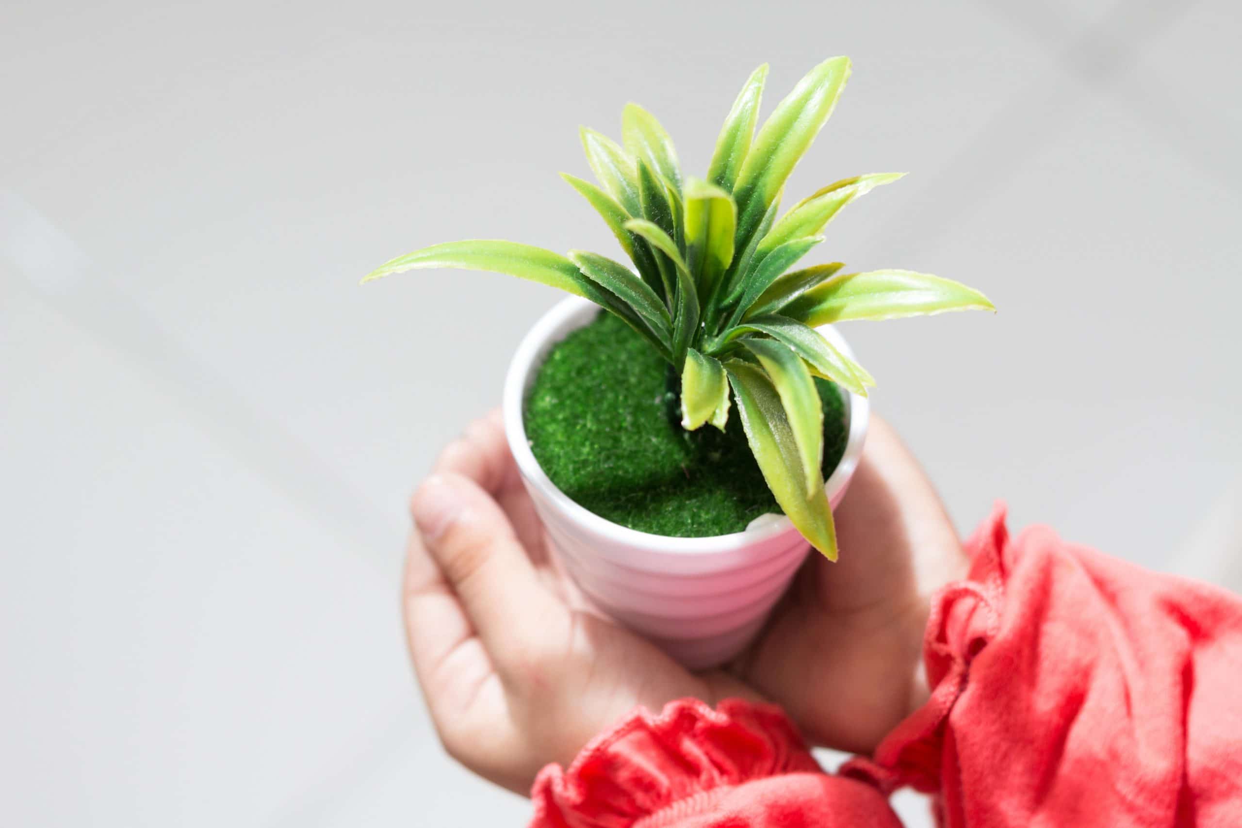 A child's hands holding a small pot plant.